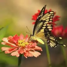 butterfly images for dp girl